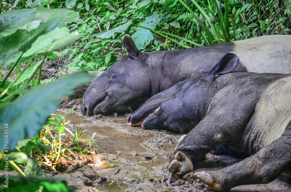 Tapir Tapir