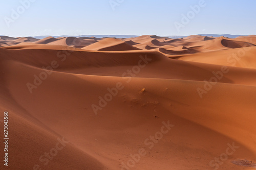 Sand dunes in the Sahara / In the Sahara, sand dunes to the horizon, Morocco, Africa.
