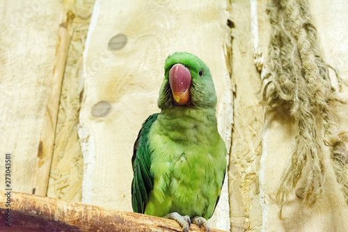 Beautiful parrot in 