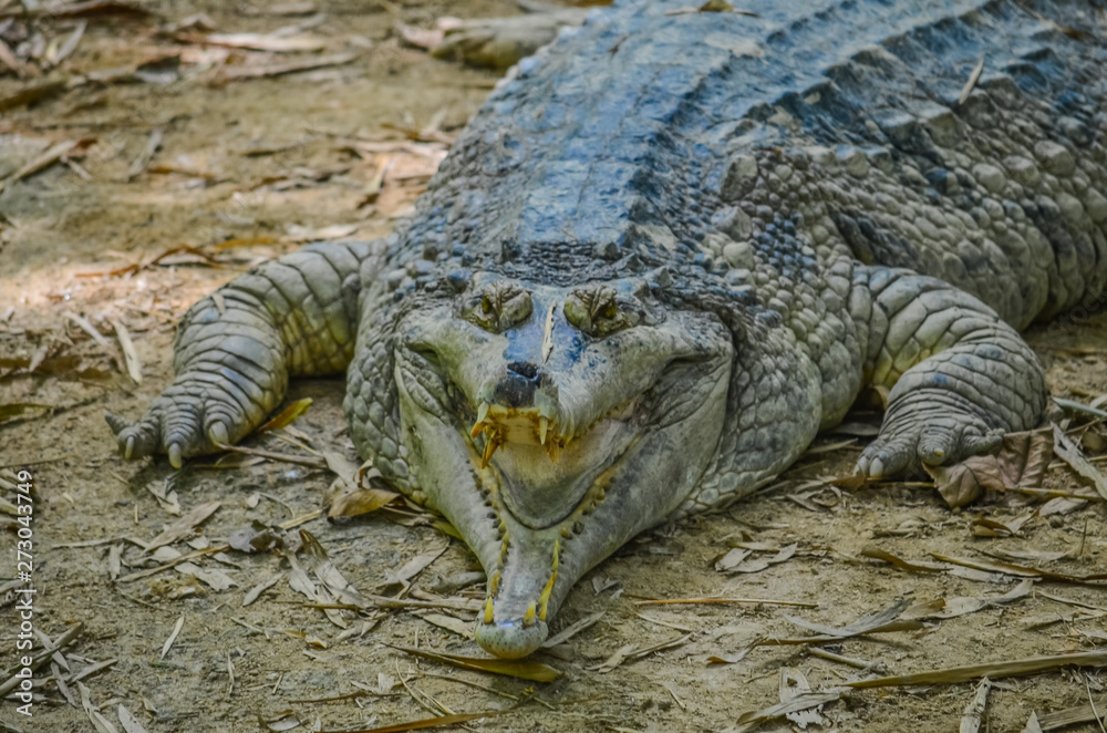 Crocodile in the zoo Crocodile in the zoo