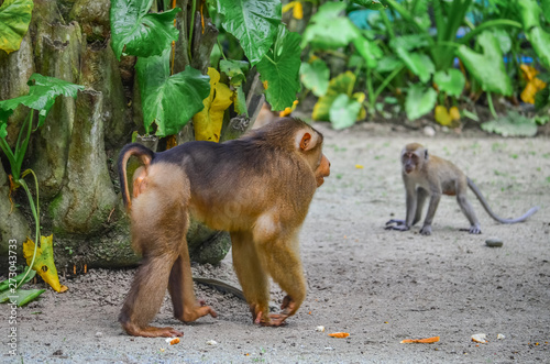Monkey in the zoo