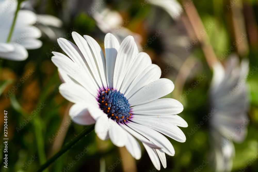 Beautiful white Gerbera flower with blue centre in natural setting Beautiful white Gerbera flower with blue centre in natural setting