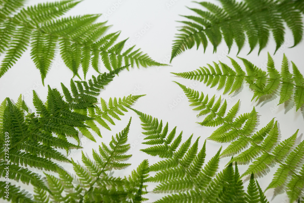 Fototapeta premium Fern leaves, green background