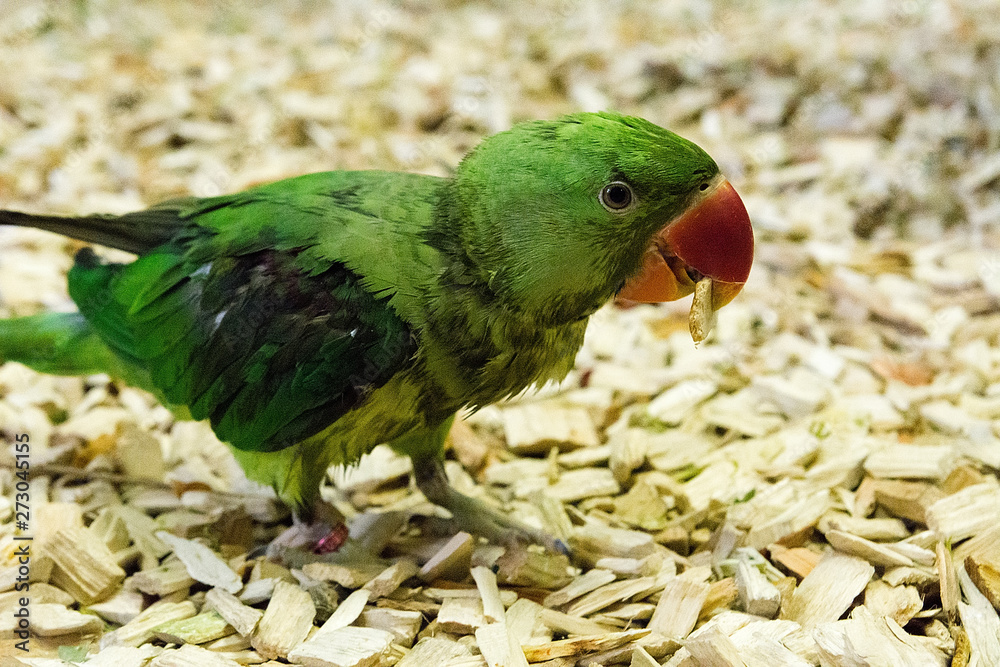 Beautiful parrot in