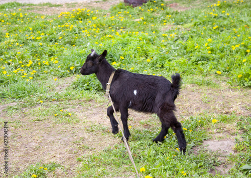 black little goat in the grass