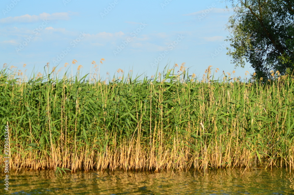 reeds on the shoreline