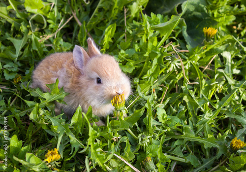 Orange rabbit on green grass. Home decorative rabbit outdoors. Little bunny. easter bunny.