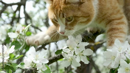 Сute ginger tabby cat on blossoming apple tree in garden. Nature in spring season.