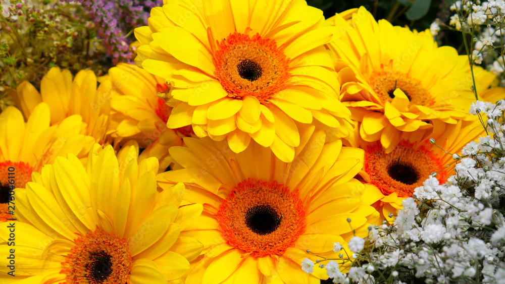 Yellow gerber and small decorative white flowers