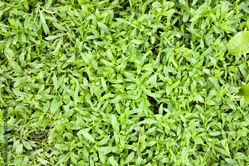 Green grass background texture .top view. Green grass background texture .top view.