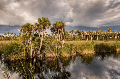 Everglades Palm Forest 01 photo