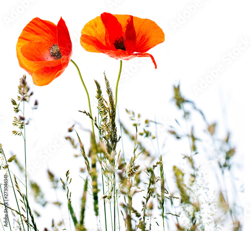 flowering poppies and grass in detail - allergens