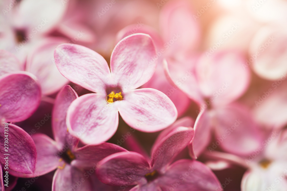 Macro lilac flowers background. Copyspace for text. Spring concept.