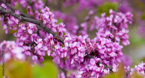 Blossoming of purple cercis siliquastrum in meadows of Europe