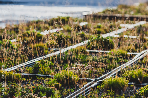 green roof
