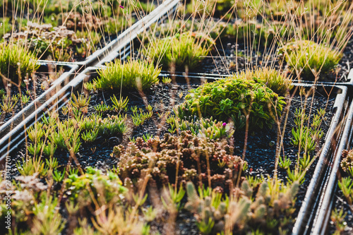 green roof