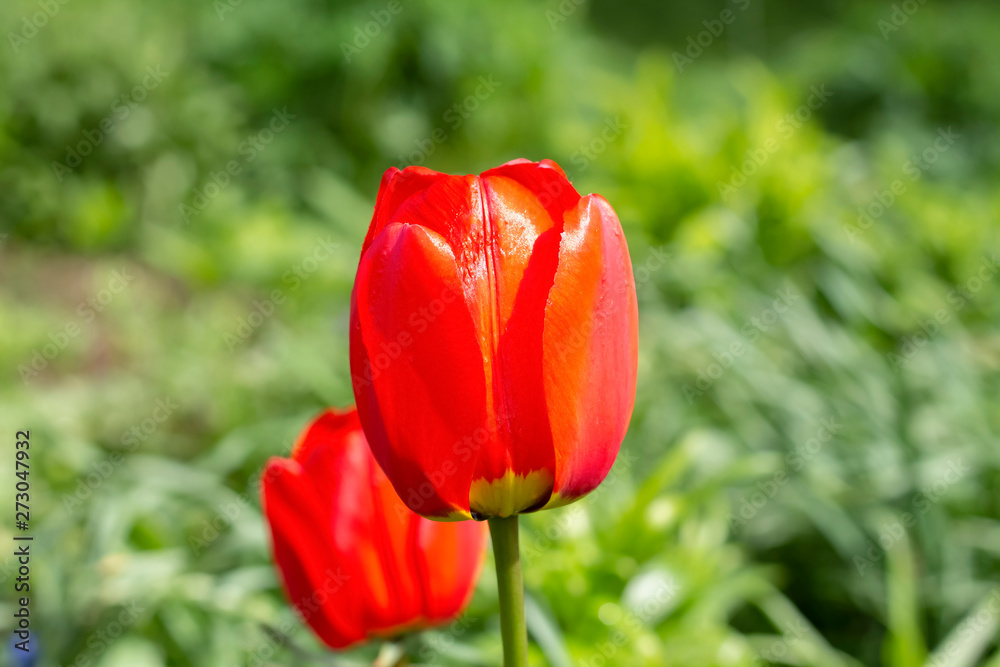 Beautiful bud of a red tulip against the background of a green grass. Selective focus. Beautiful bud of a red tulip against the background of a green grass. Selective focus.