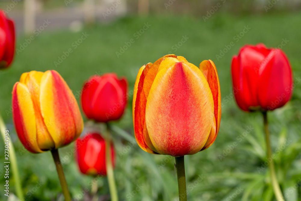 Yellow with red tulip in the garden Stock Picture. Selective focus. Yellow with red tulip in the garden Stock Picture. Selective focus.