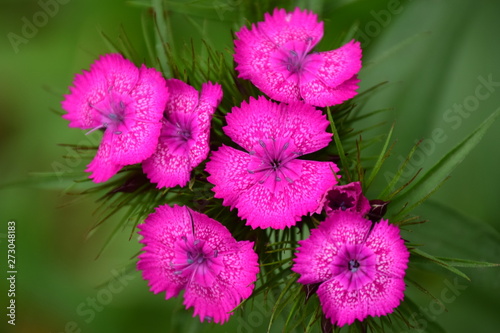 pink flowers in the garden