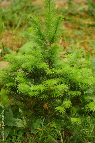 ferns in the forest