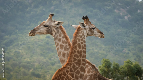 Photography Giraffe Triangle