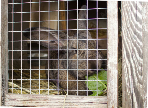 cute rabbits sitting in a cage and eats grass