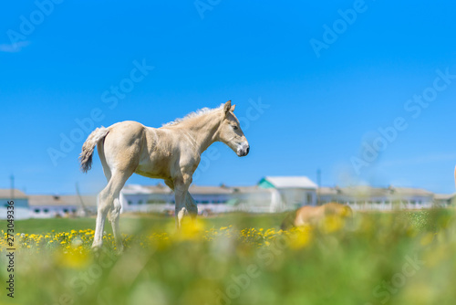 Lonely foal on a field against the sky. A stable can be seen in the distance.
