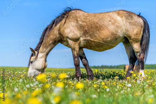 A lone horse grazes in a field of dandelions against the sky. © shymar27