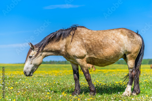 A lone horse grazes in a field of dandelions against the sky.