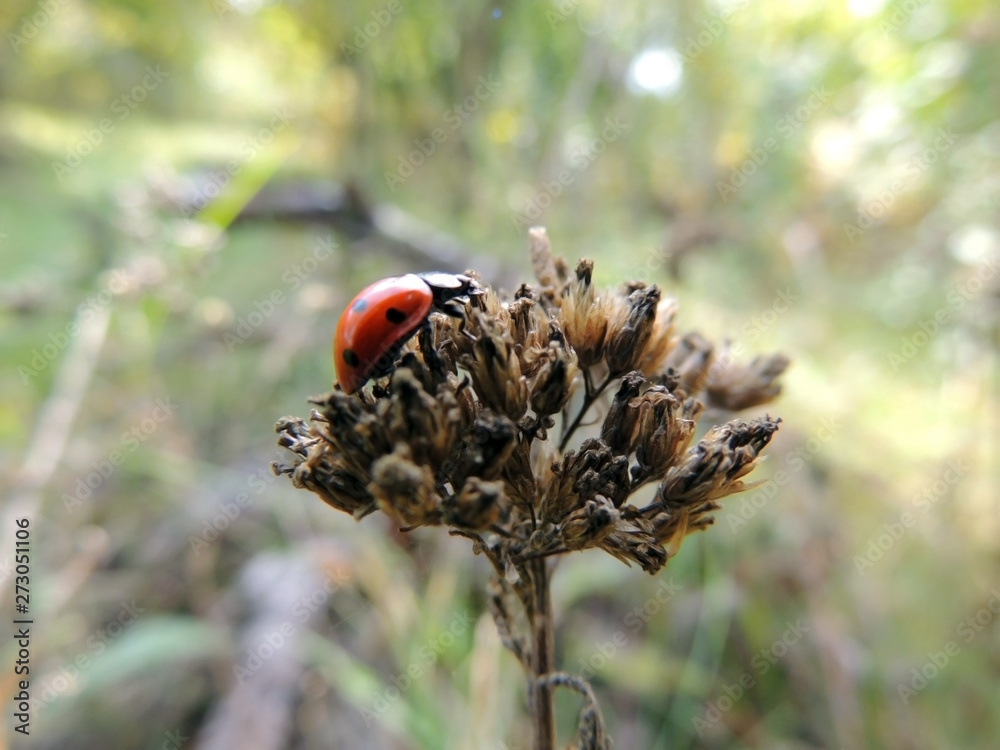 Obraz premium ladybug