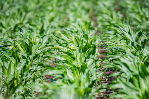 Foto Young green corn sprouts growing in field close