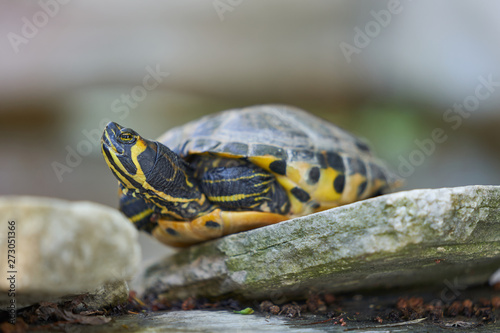 Close up Picture on turtle yellow bellied slider, Trachemys scripta scripta is a land and water turtle belonging to family Emydidae, This subspecies of pond slider is native from Florida to Virginia.