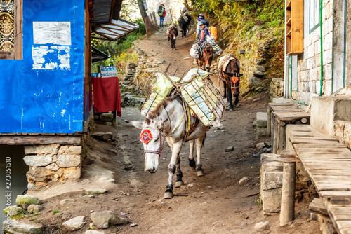 Horses carrying supplies passing trekkers on the Everest Base Camp Trek, Nepal.