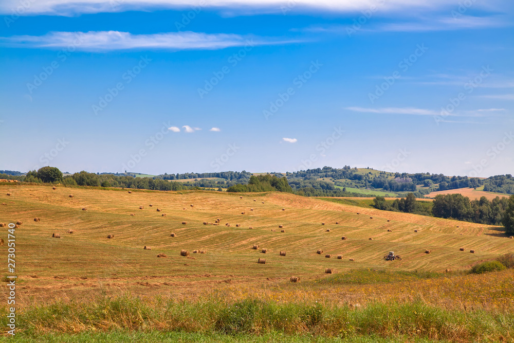 Obraz premium Hayfield. Hay harvesting Sunny autumn landscape. rolls of fresh dry hay in the fields. tractor collects mown grass. fields of yellow mown grass against a blue sky.