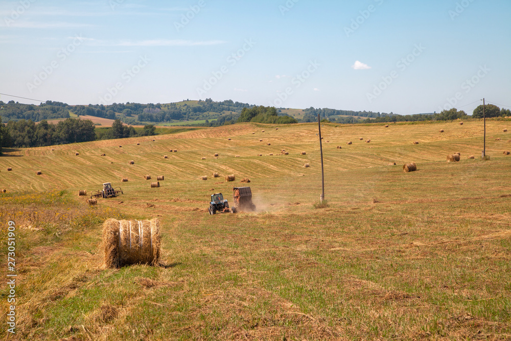 Obraz premium Hayfield. Hay harvesting Sunny autumn landscape. rolls of fresh dry hay in the fields. tractor collects mown grass. fields of yellow mown grass against a blue sky.