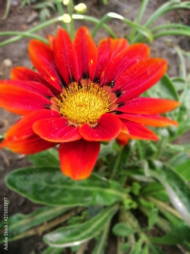 red flower in the garden