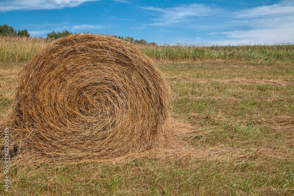 Hayfield. Hay harvesting Sunny autumn landscape. rolls of fresh dry hay in the fields. tractor collects mown grass. fields of yellow mown grass against a blue sky. Hayfield. Hay harvesting Sunny autumn landscape. rolls of fresh dry hay in the fields. tractor collects mown grass. fields of yellow mown grass against a blue sky.