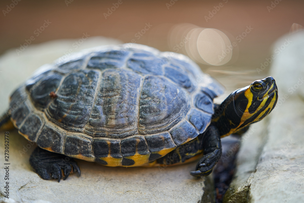 Close up Picture on turtle yellow bellied slider, Trachemys scripta scripta is a land and water turtle belonging to family Emydidae, This subspecies of pond slider is native from Florida to Virginia. Close up Picture on turtle yellow bellied slider, Trachemys scripta scripta is a land and water turtle belonging to family Emydidae, This subspecies of pond slider is native from Florida to Virginia.