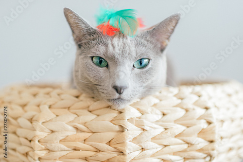 Lovely kitten lying in bed. Russian blue cat on gray background.