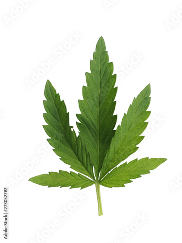 Dark green cannabis leaf isolated on white background...