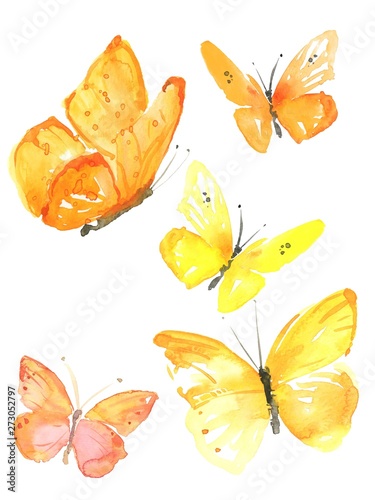 Watercolor colorful butterflies, isolated on white background yellow,orange butterfly illustration. © beehouse studio