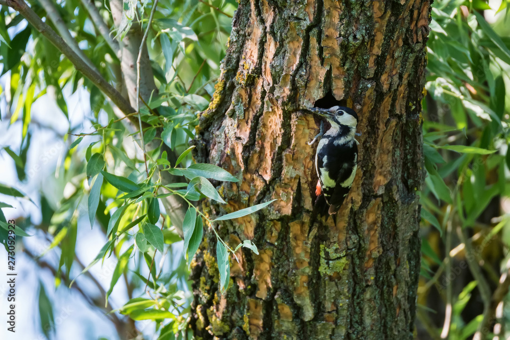 Close up Syrian woodpecker or Dendrocopos syriacus on tree next to its hole Close up Syrian woodpecker or Dendrocopos syriacus on tree next to its hole