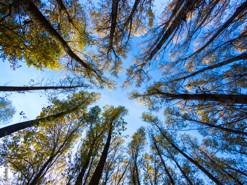 Φωτογραφία Looking Up In Spring poplars forest Tree