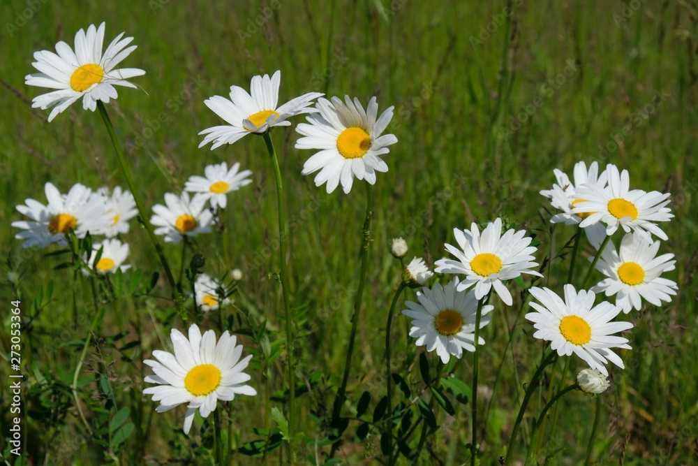 Matricaria chamomilla wild chamomile on the meadow Matricaria chamomilla wild chamomile on the meadow