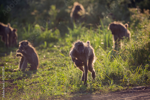 Chacma baboon in Kruger National park, South Africa