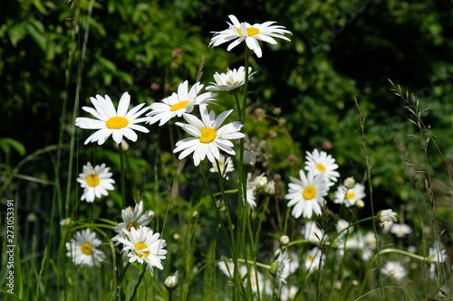 Matricaria chamomilla  wild chamomile on the meadow