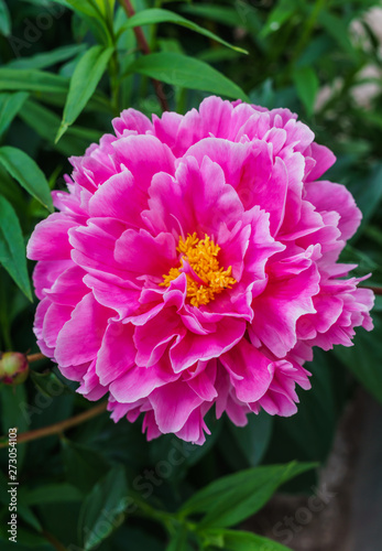 Fototapeta Naklejka Na Ścianę i Meble -  Luxurious bud of pink peony in the midst of green leaves.