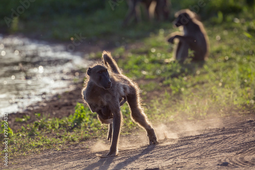 Chacma baboon in Kruger National park, South Africa