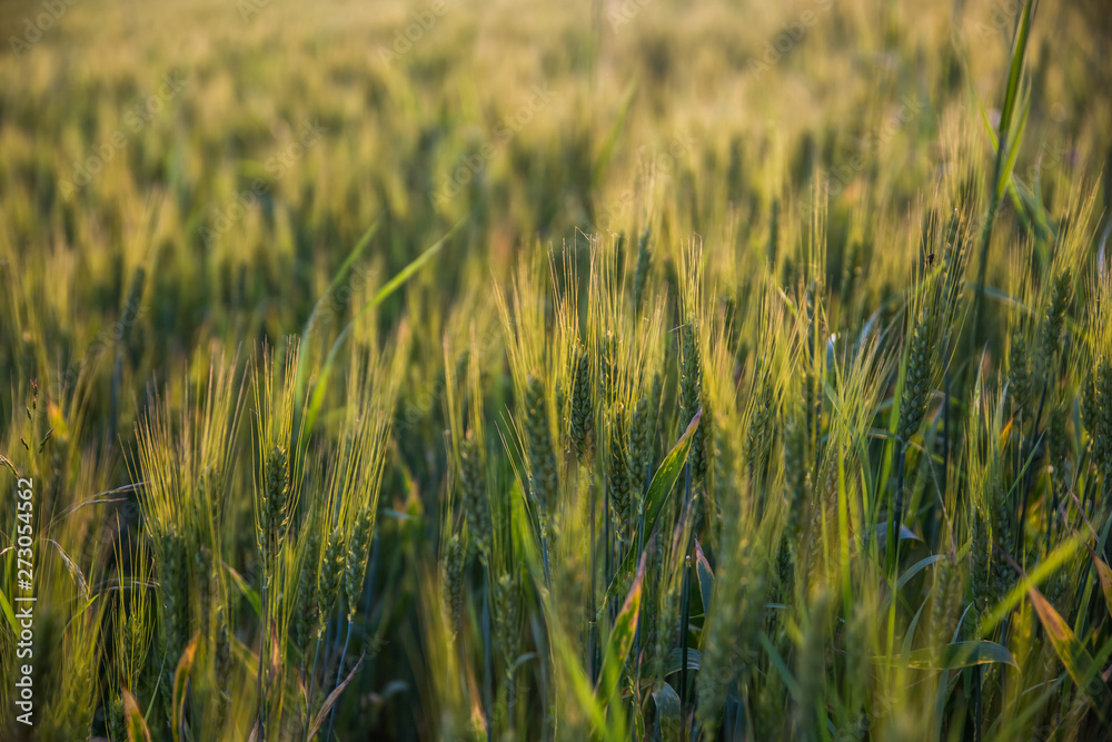 Closeup of green wheat in meadows. Closeup of green wheat in meadows.