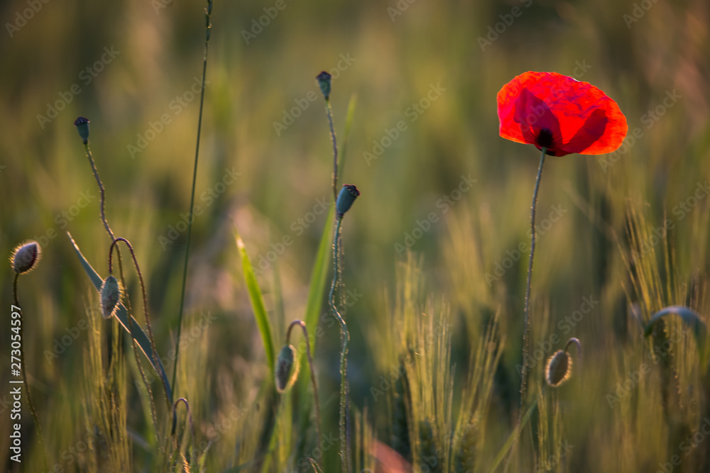 Beautiful poppies in a green meadow at sunset. Beautiful poppies in a green meadow at sunset.